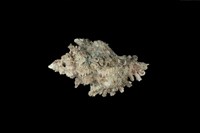 藏品(千手螺)的圖片